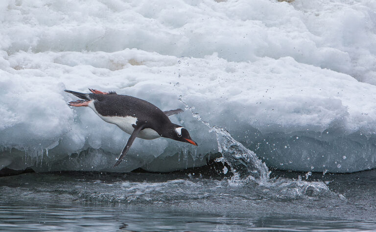 Ajit Huilgol - Gentoo-penguin-diving